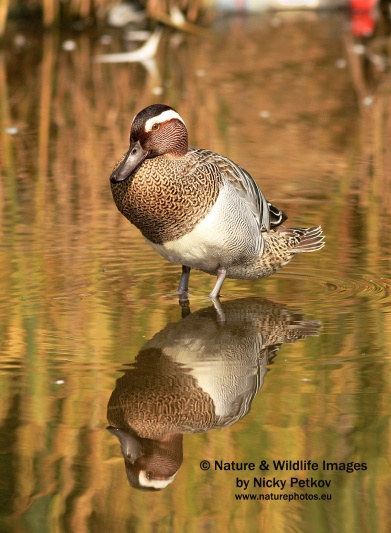 WildLife Photos of Birds, Geese, Ducks & others, Garganey, Anas querquedula